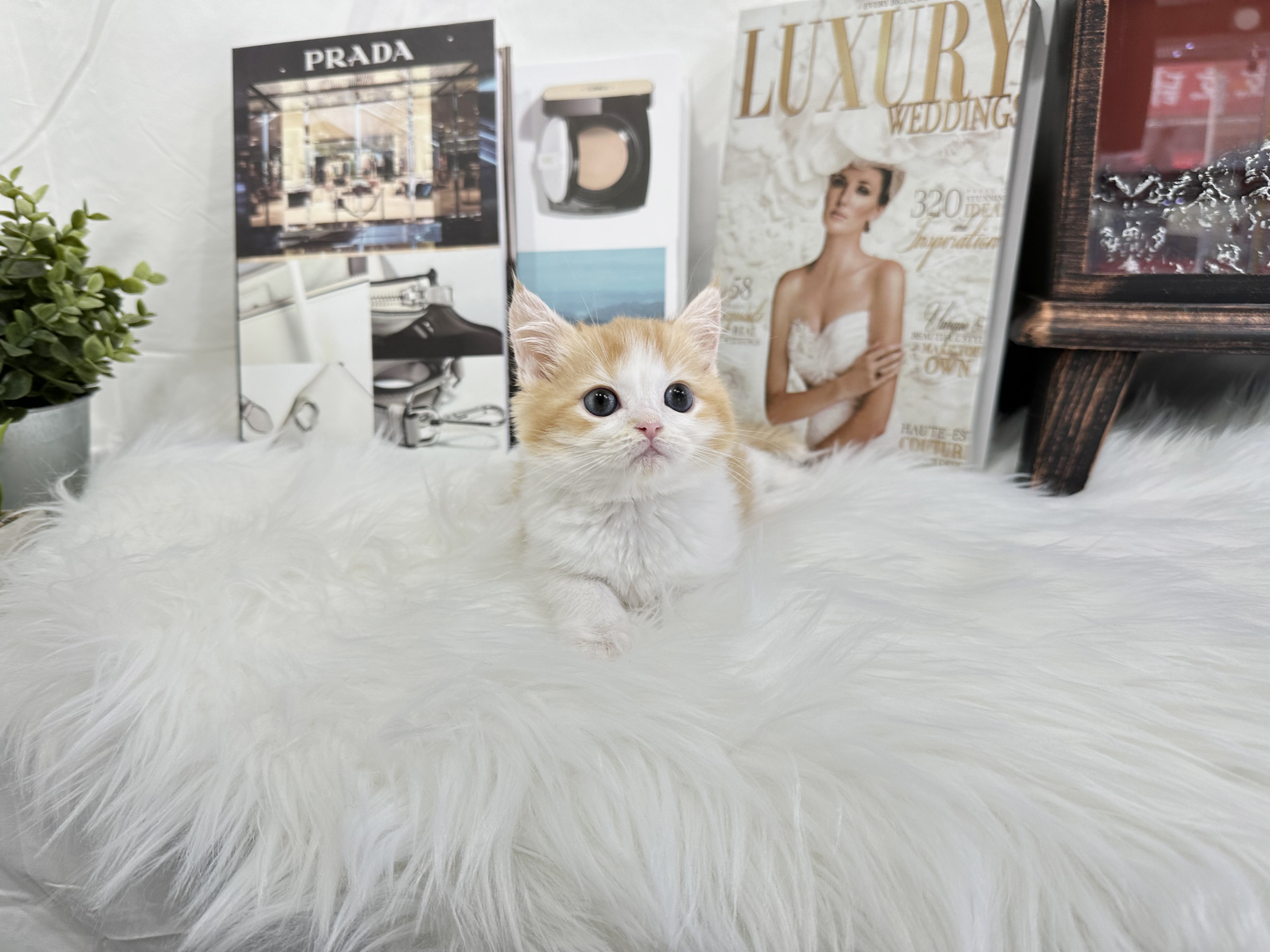 브리티쉬숏헤어 입양합니다