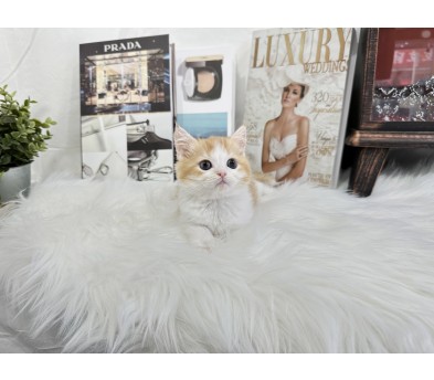 브리티쉬숏헤어 입양합니다