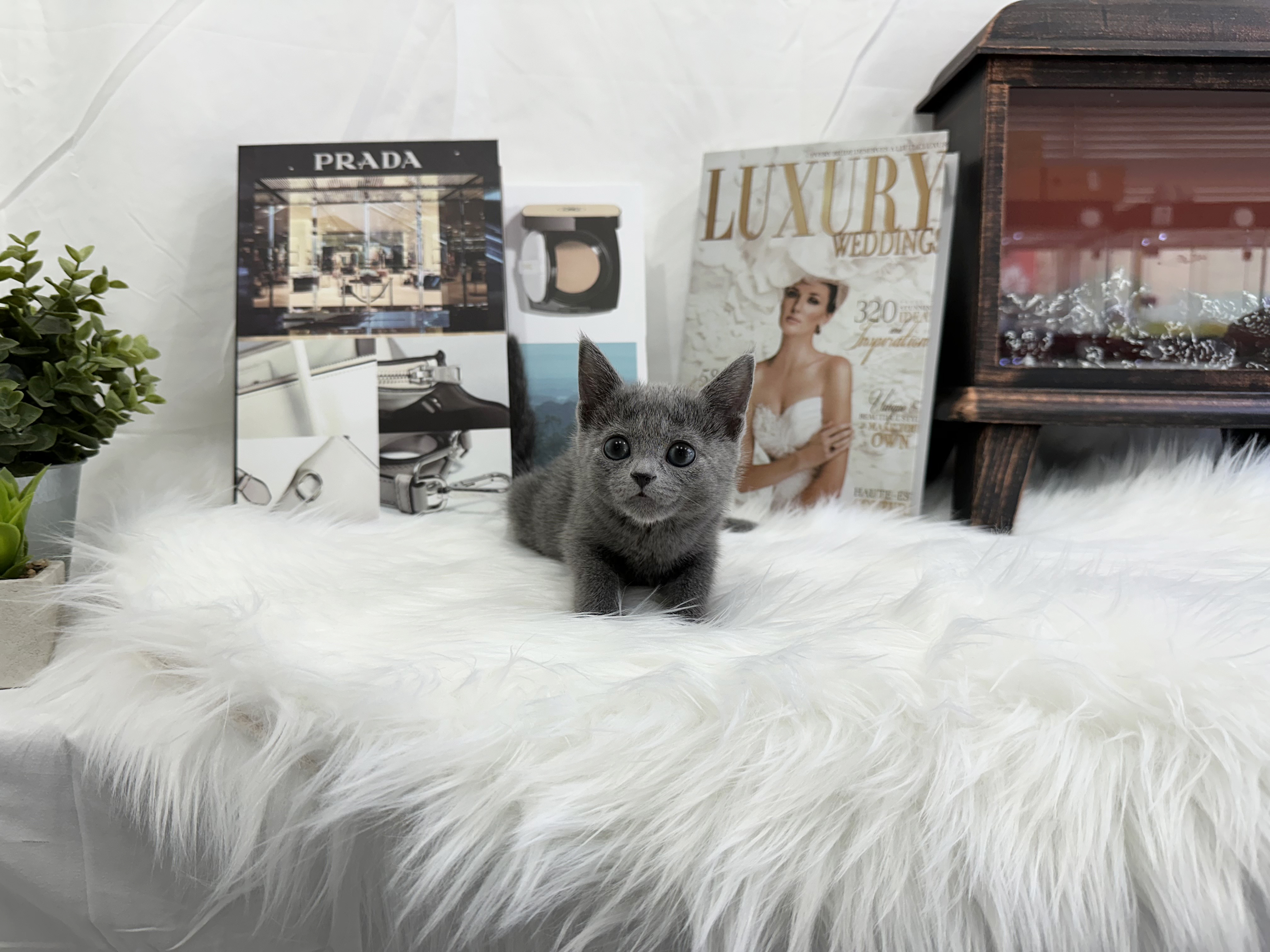 러시안블루 입양합니다