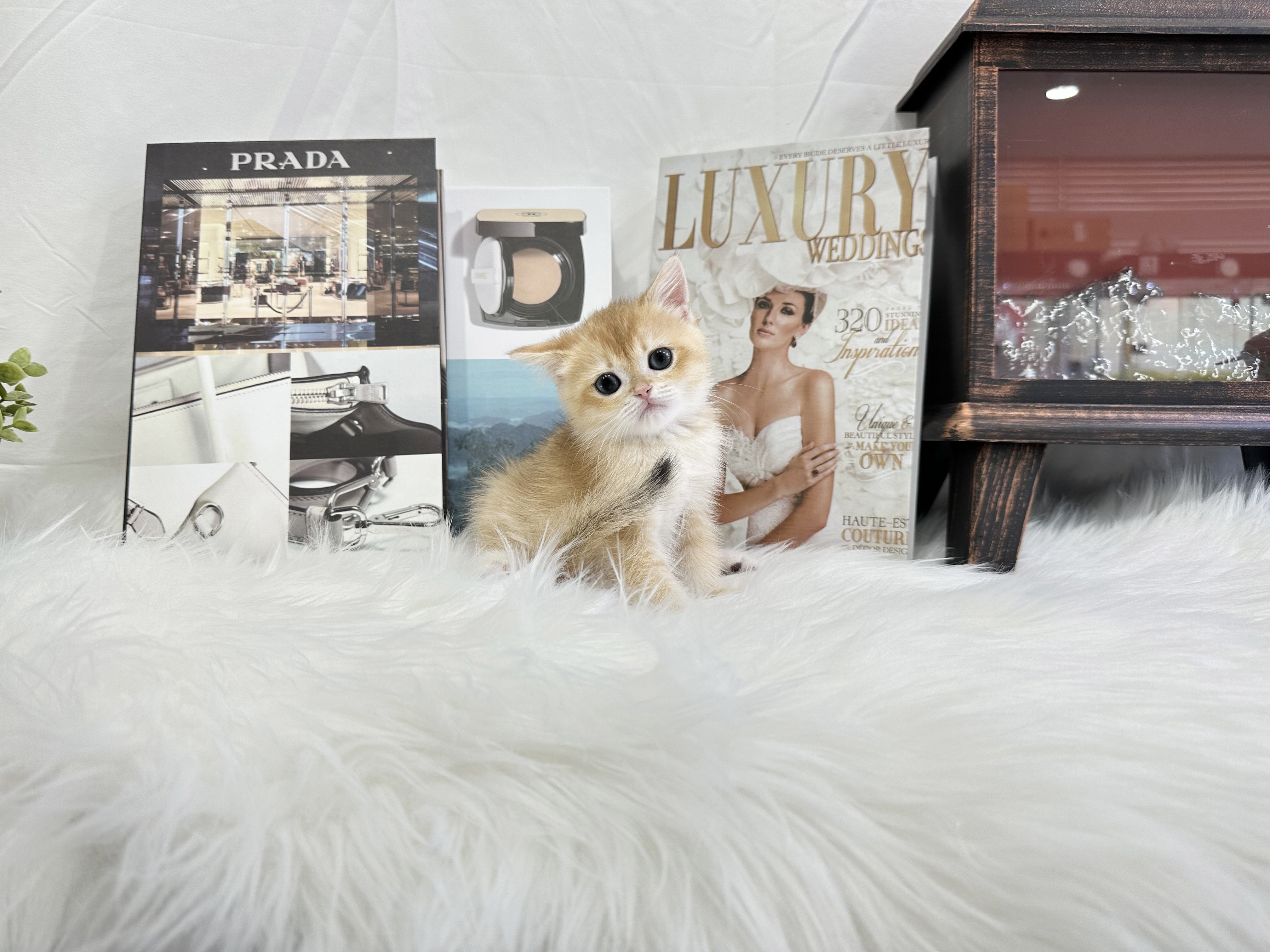 브리티쉬숏헤어 입양합니다