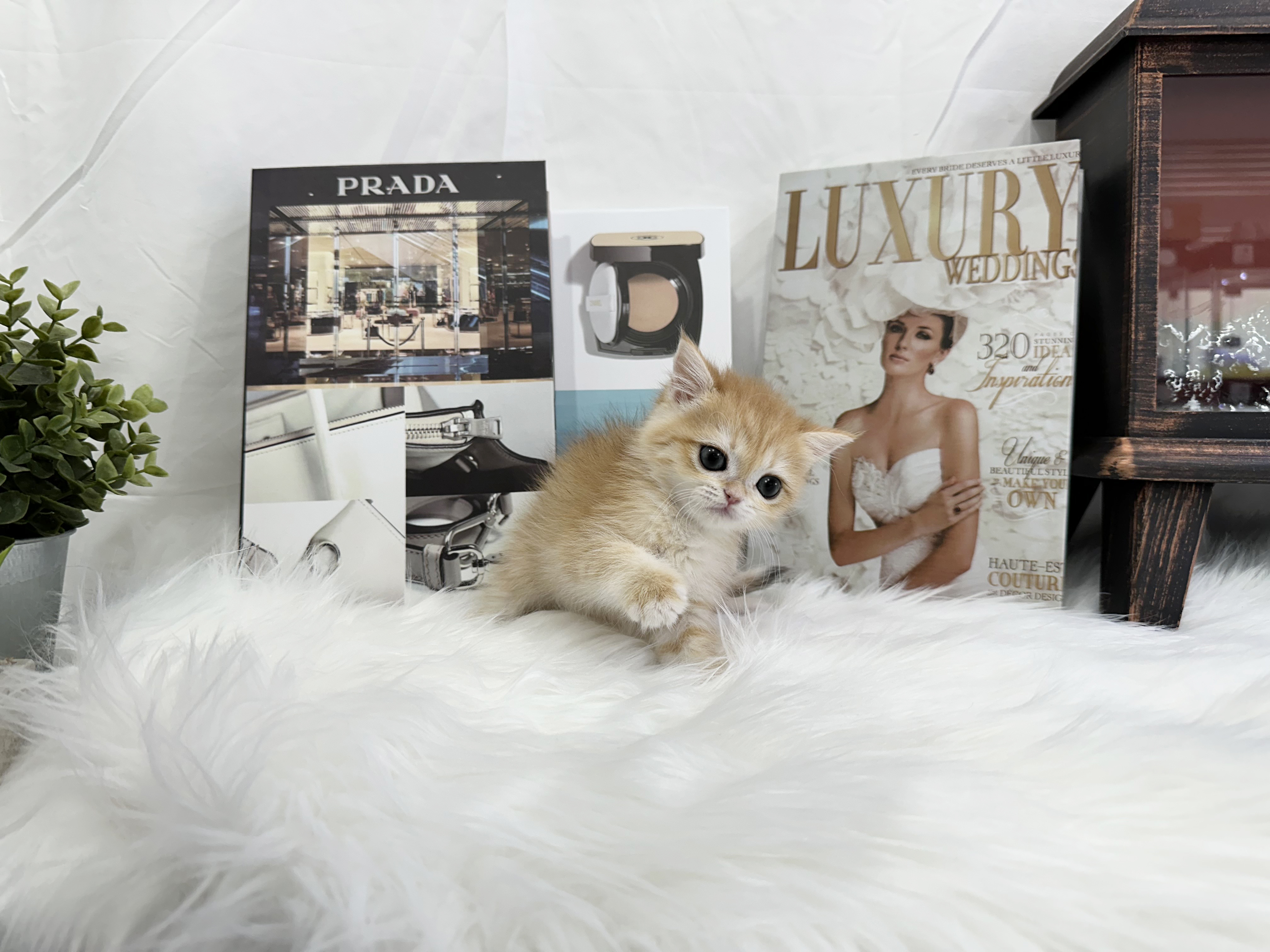 브리티쉬숏헤어 입양합니다