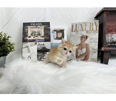 브리티쉬숏헤어 입양합니다