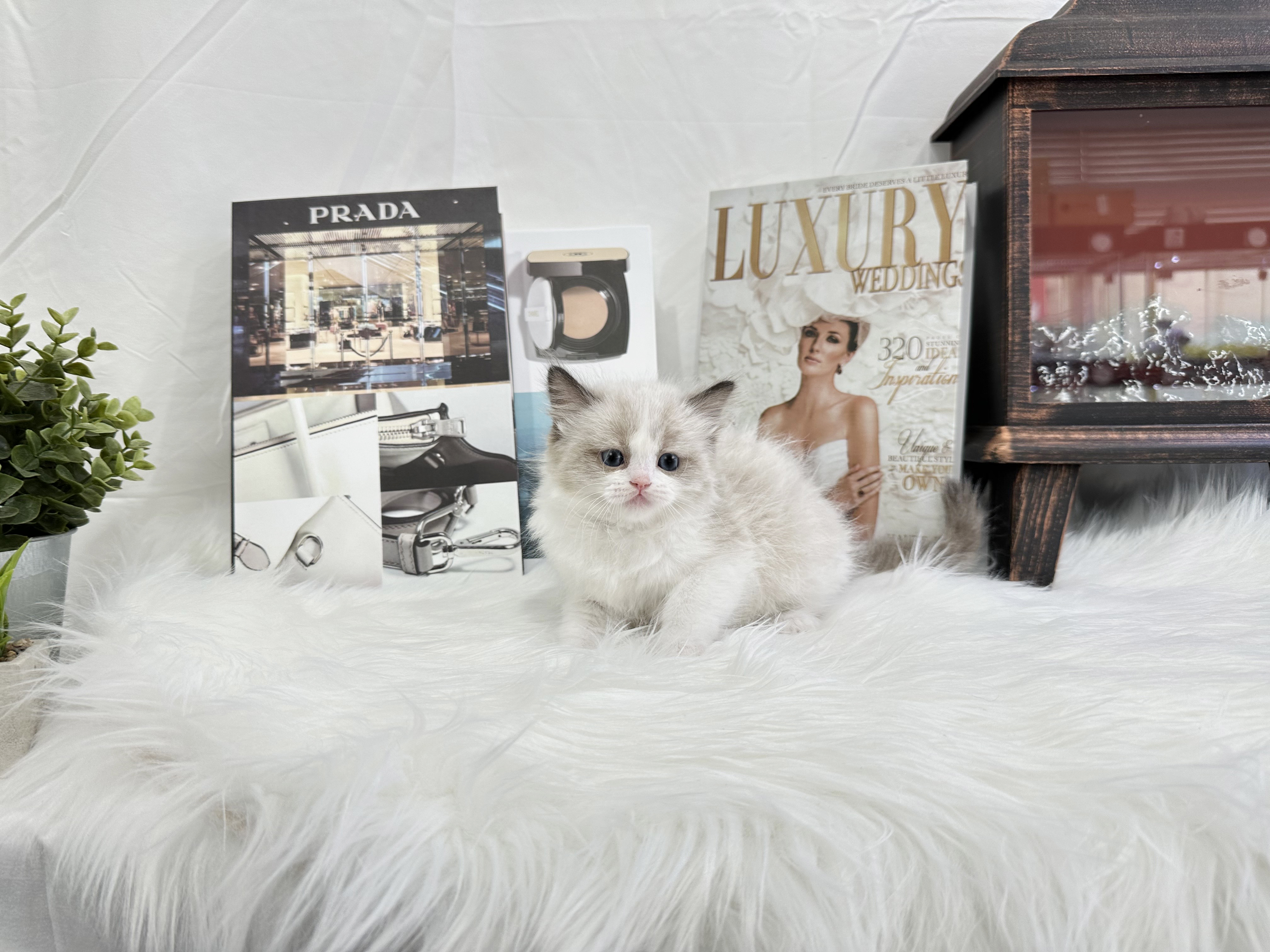 렉돌 입양합니다