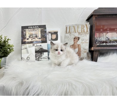 렉돌 입양합니다