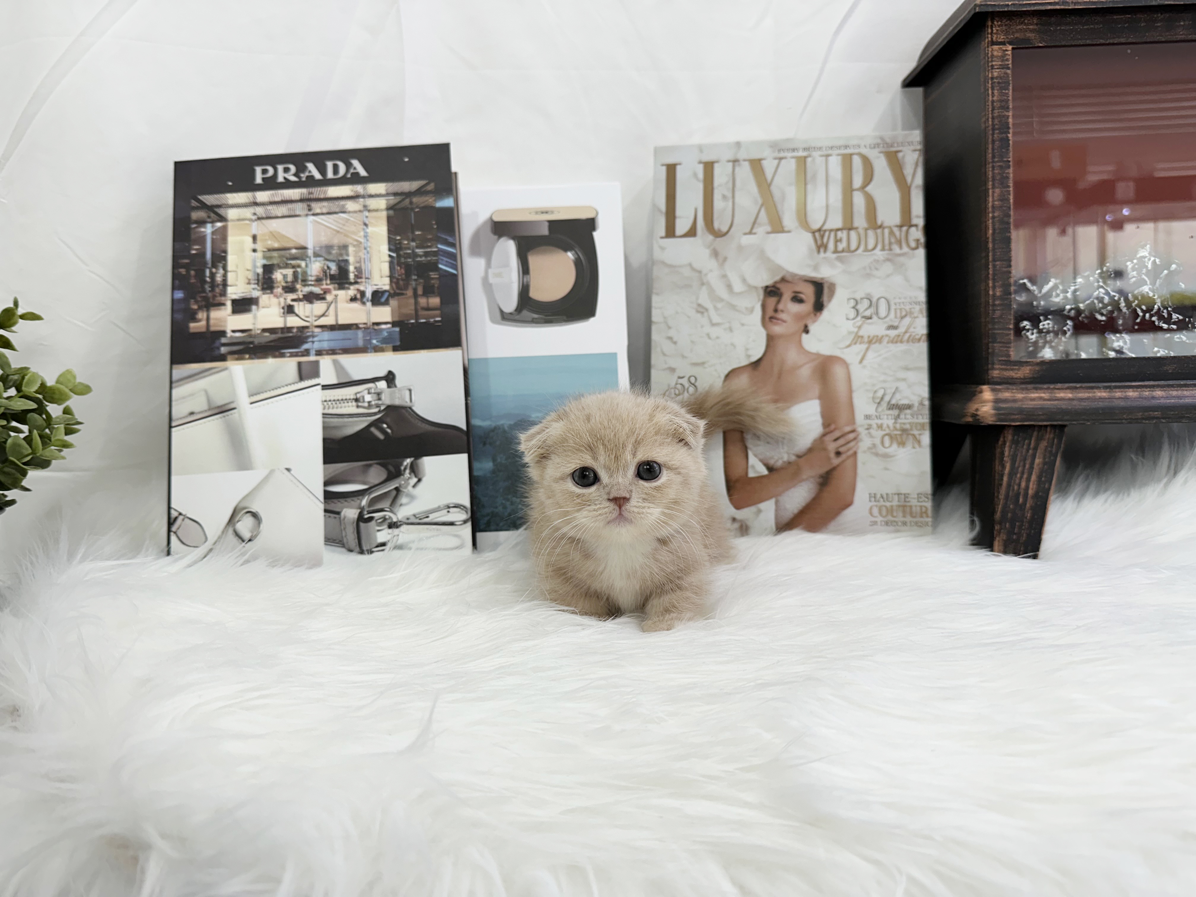 먼치킨 입양합니다