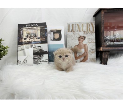 먼치킨 입양합니다