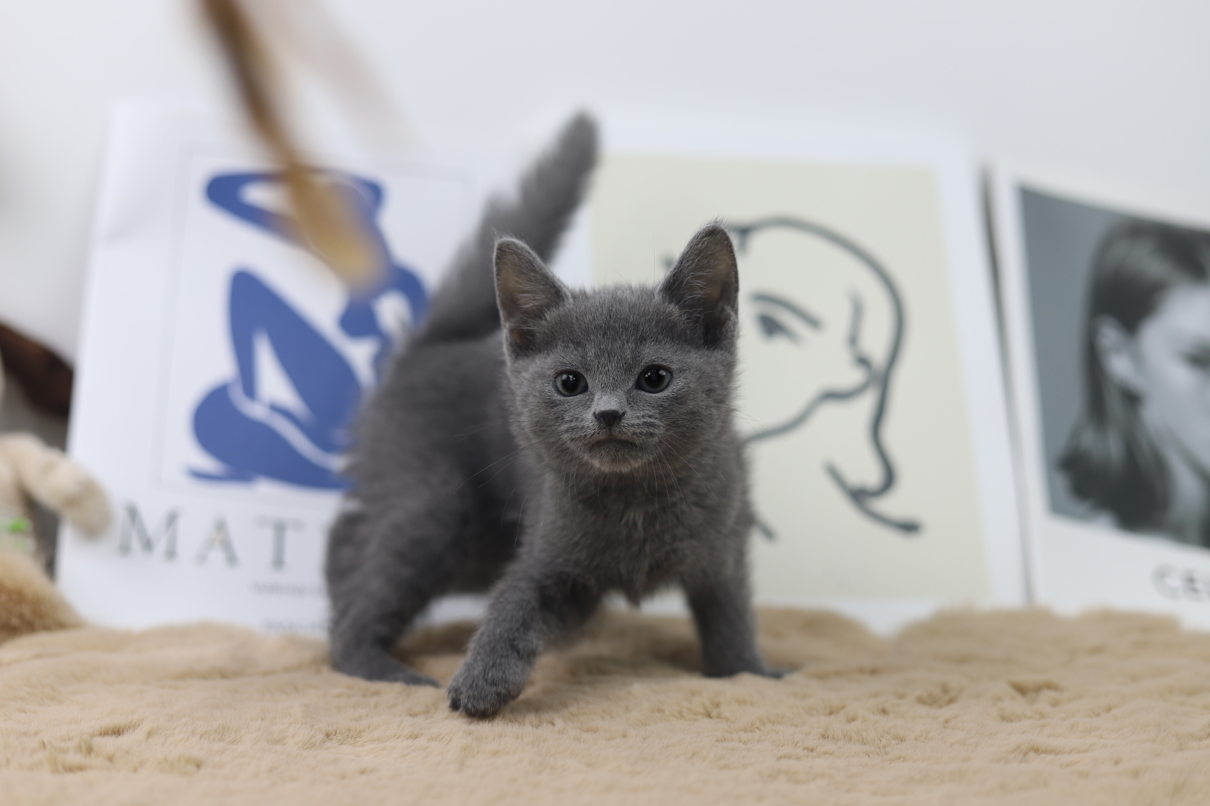 러시안블루 입양합니다