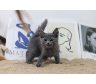 러시안블루 입양합니다