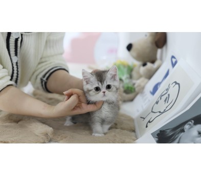 브리티쉬숏헤어 입양합니다