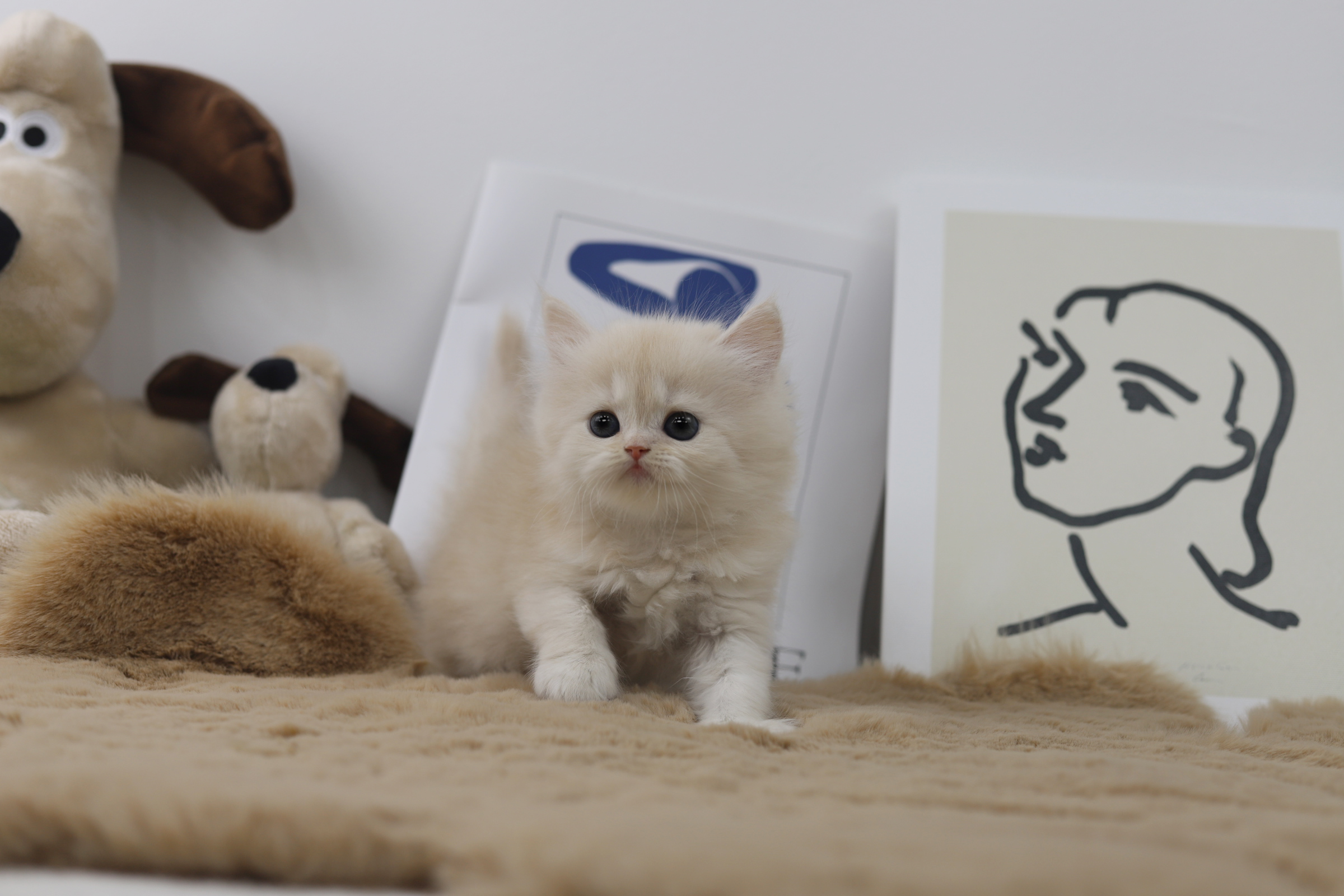 페르시안 입양합니다