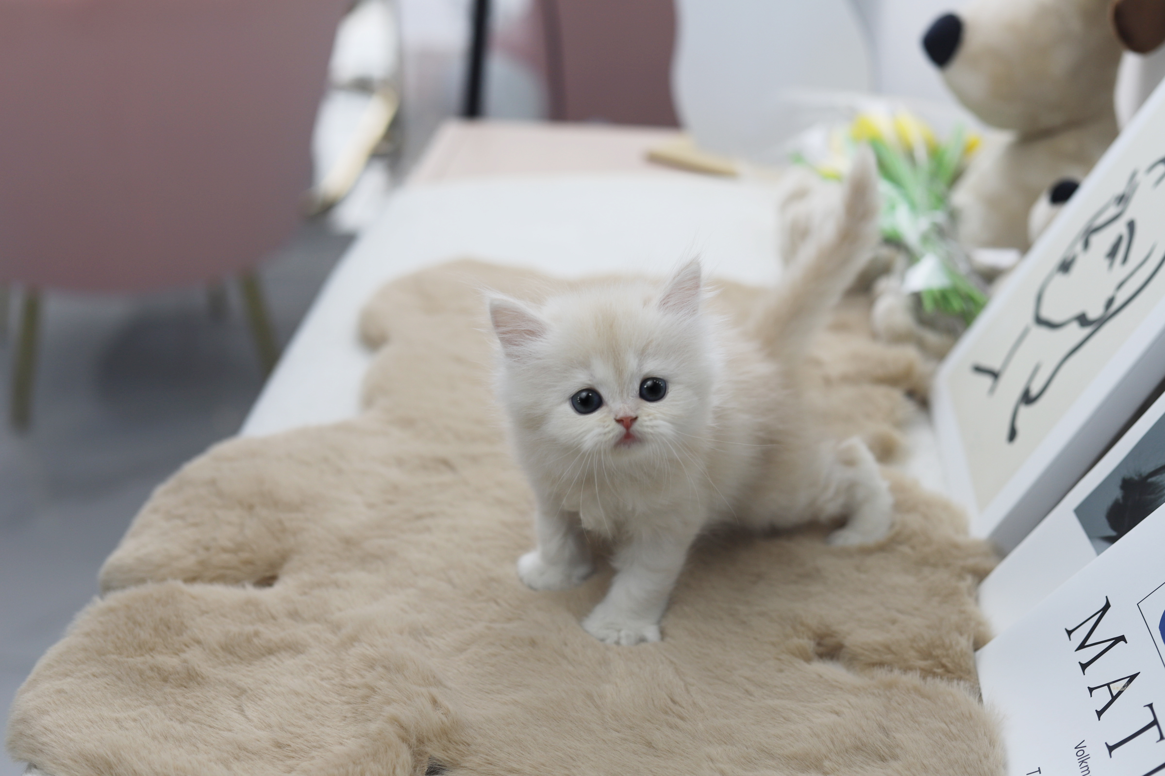 페르시안 입양합니다