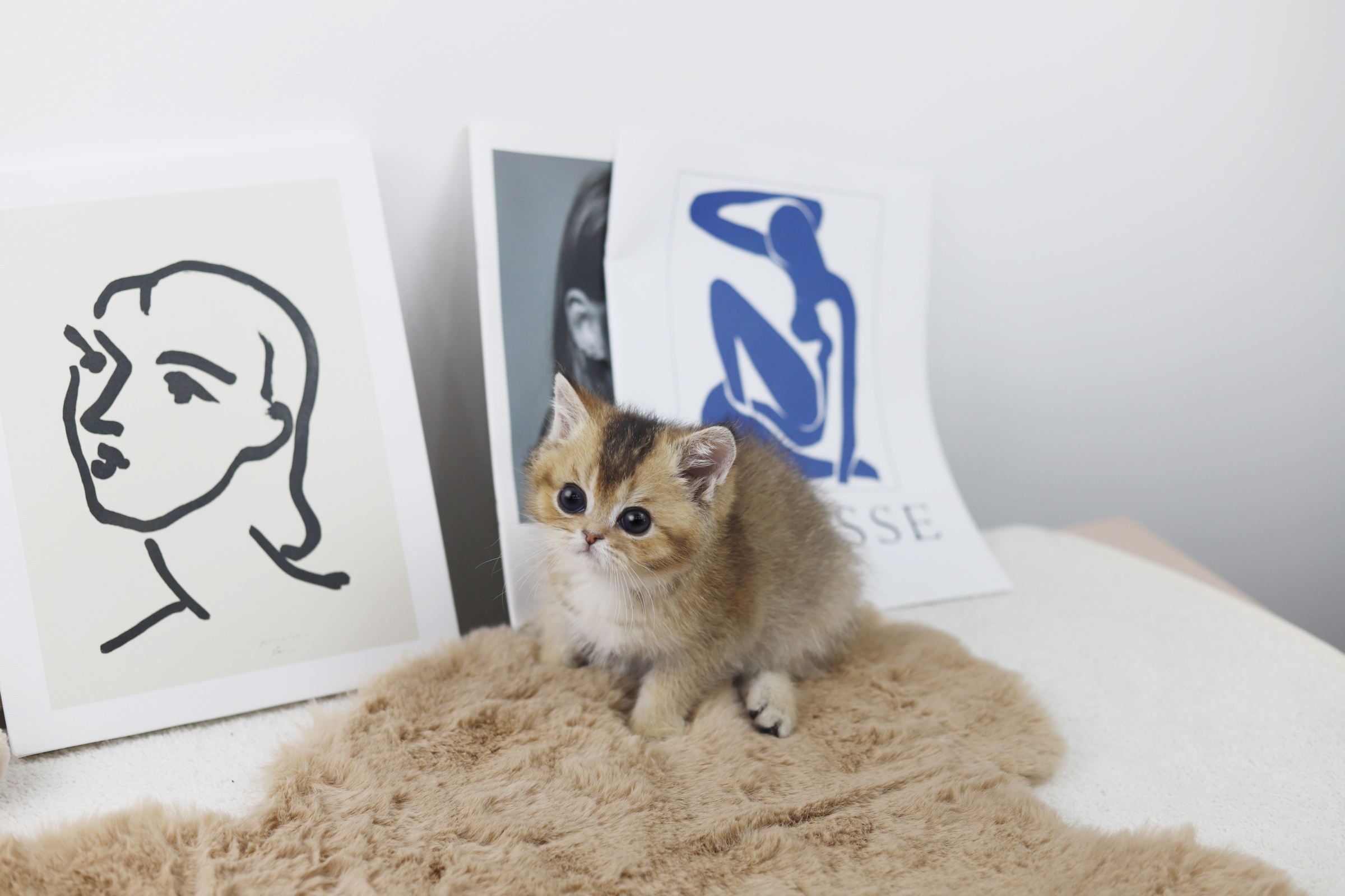 브리티쉬숏헤어 입양합니다