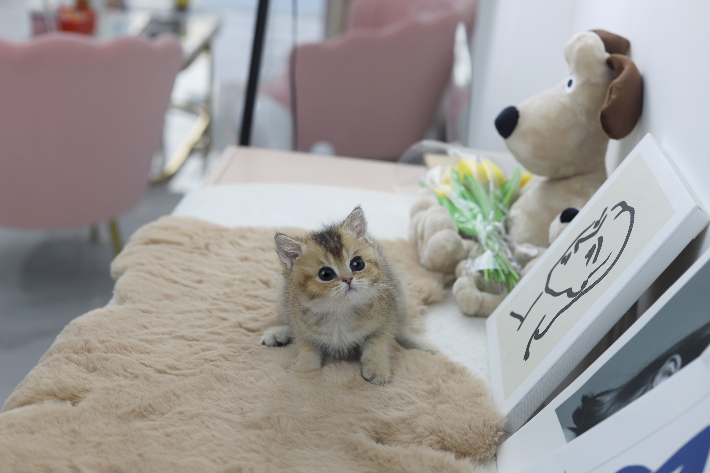 브리티쉬숏헤어 입양합니다