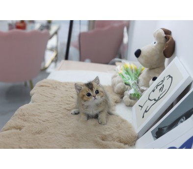 브리티쉬숏헤어 입양합니다