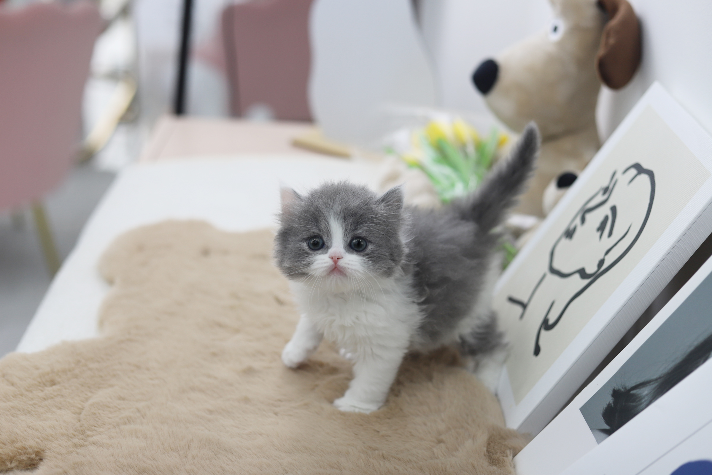 브리티쉬숏헤어 입양합니다