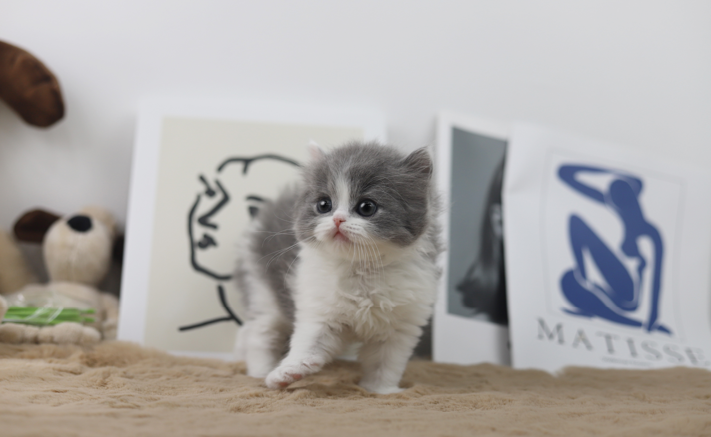 브리티쉬숏헤어 입양합니다