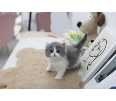 브리티쉬숏헤어 입양합니다