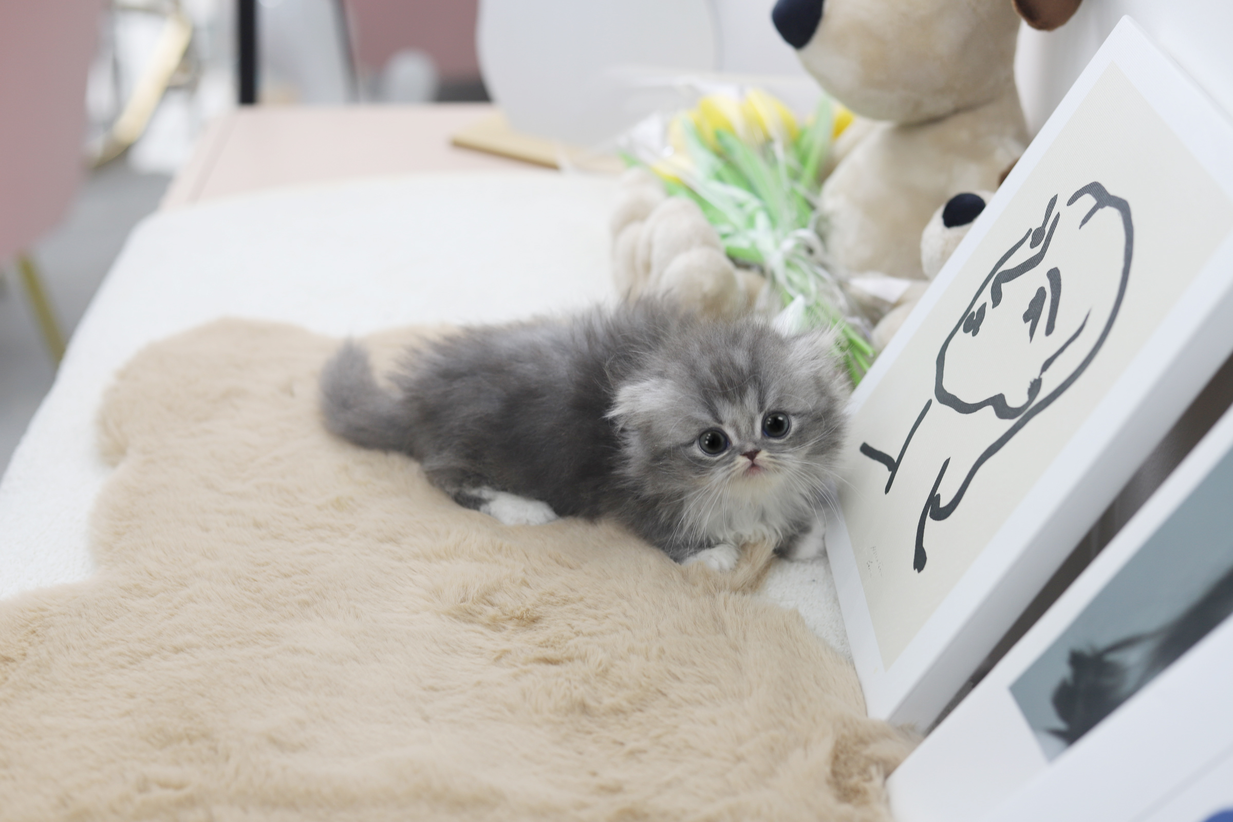 먼치킨 입양합니다