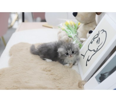 먼치킨 입양합니다