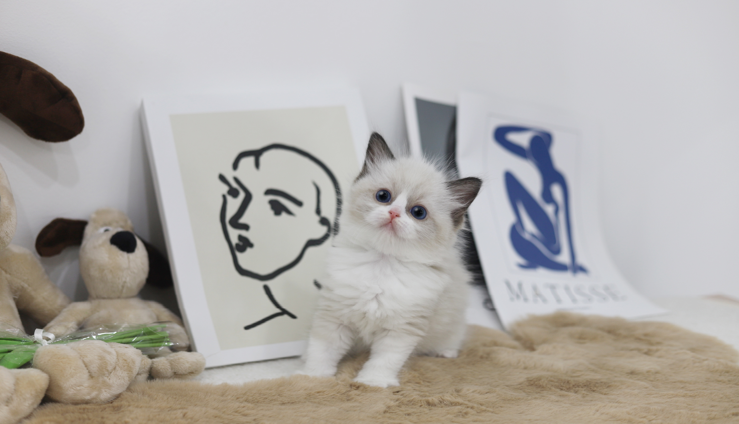 렉돌 입양합니다