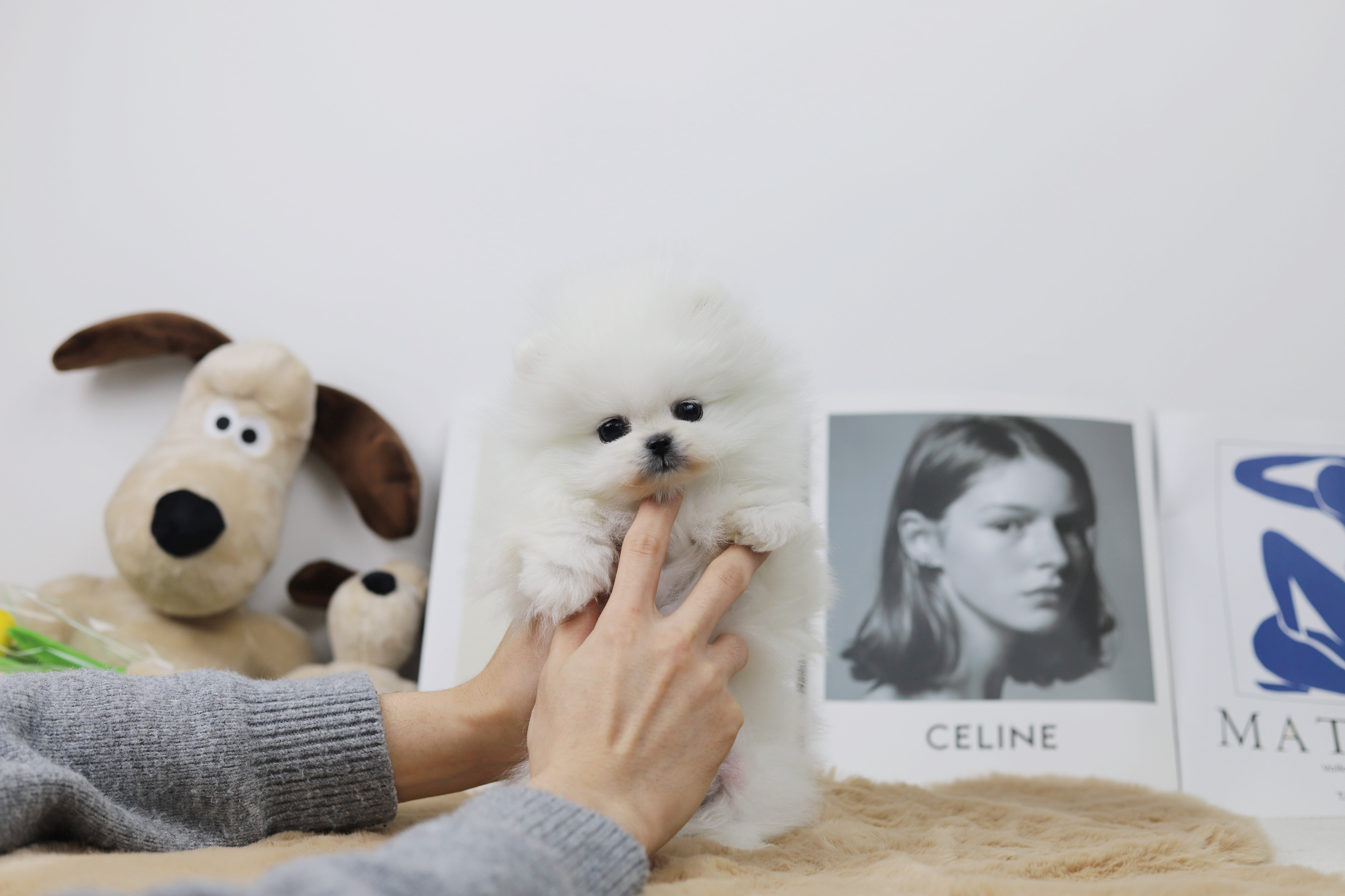 포메라니안 입양합니다