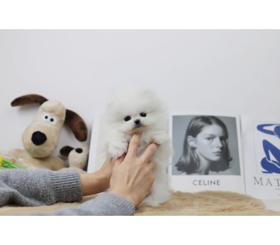 포메라니안 입양합니다