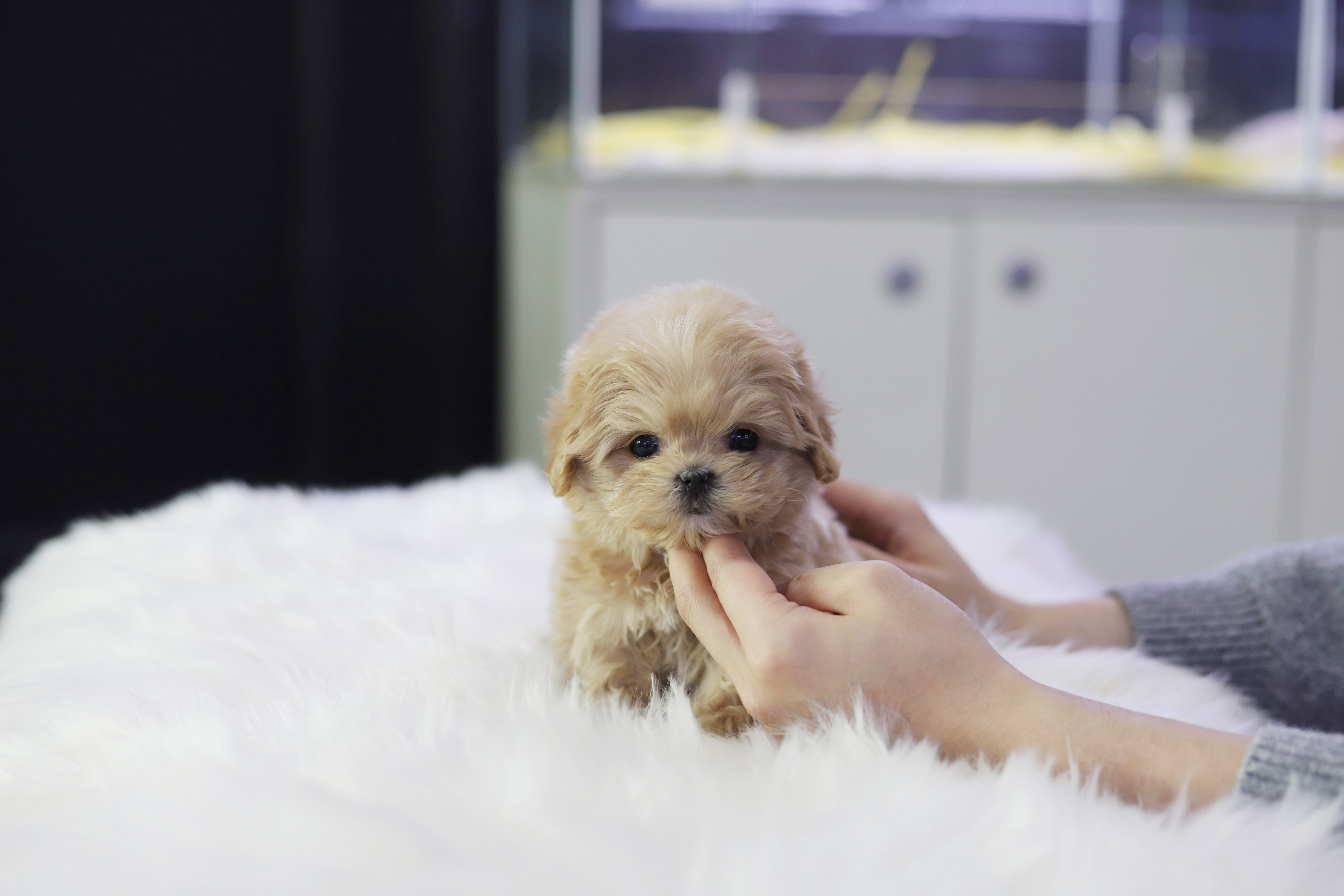 말티푸 입양합니다