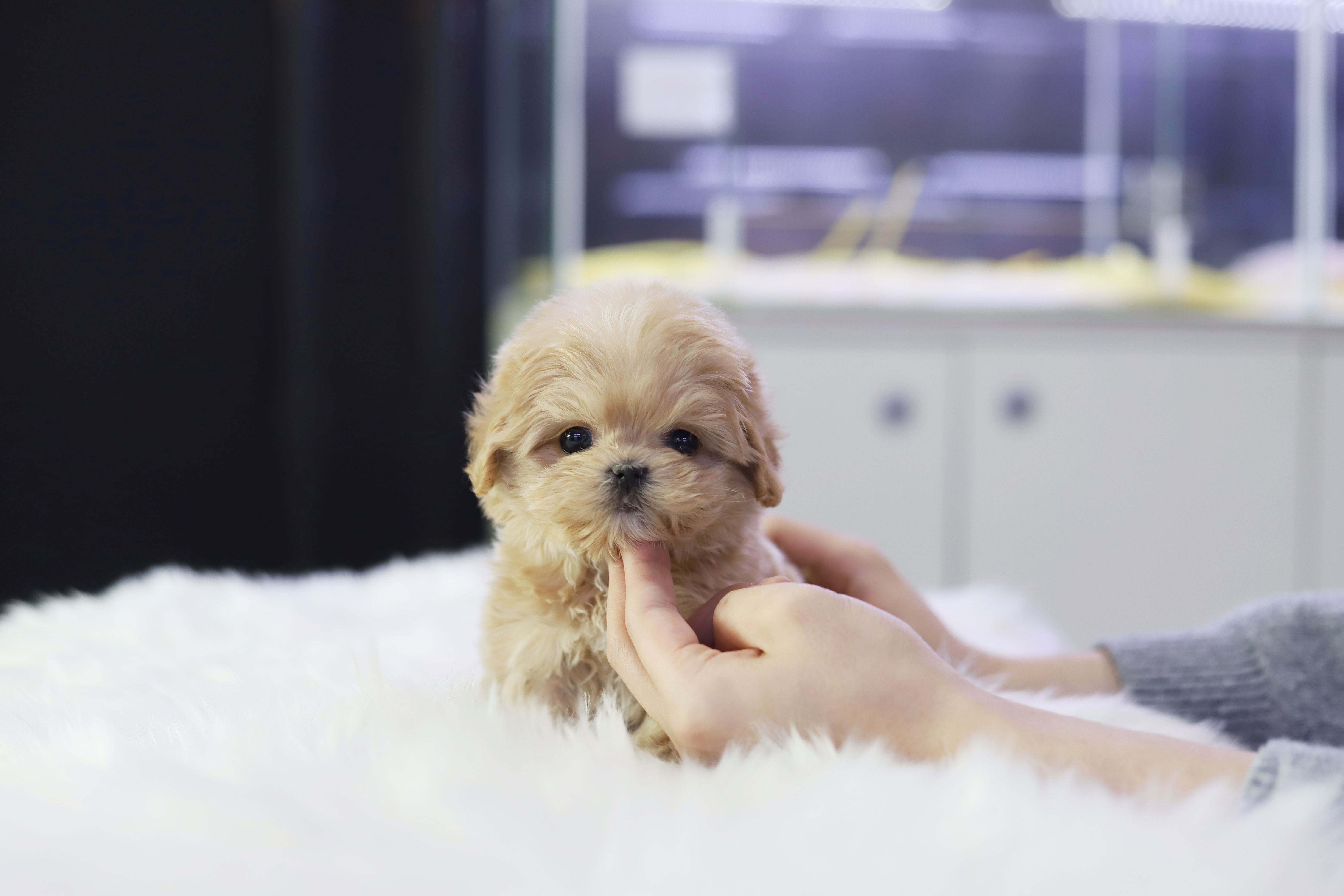 말티푸 입양합니다