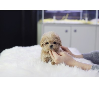 말티푸 입양합니다