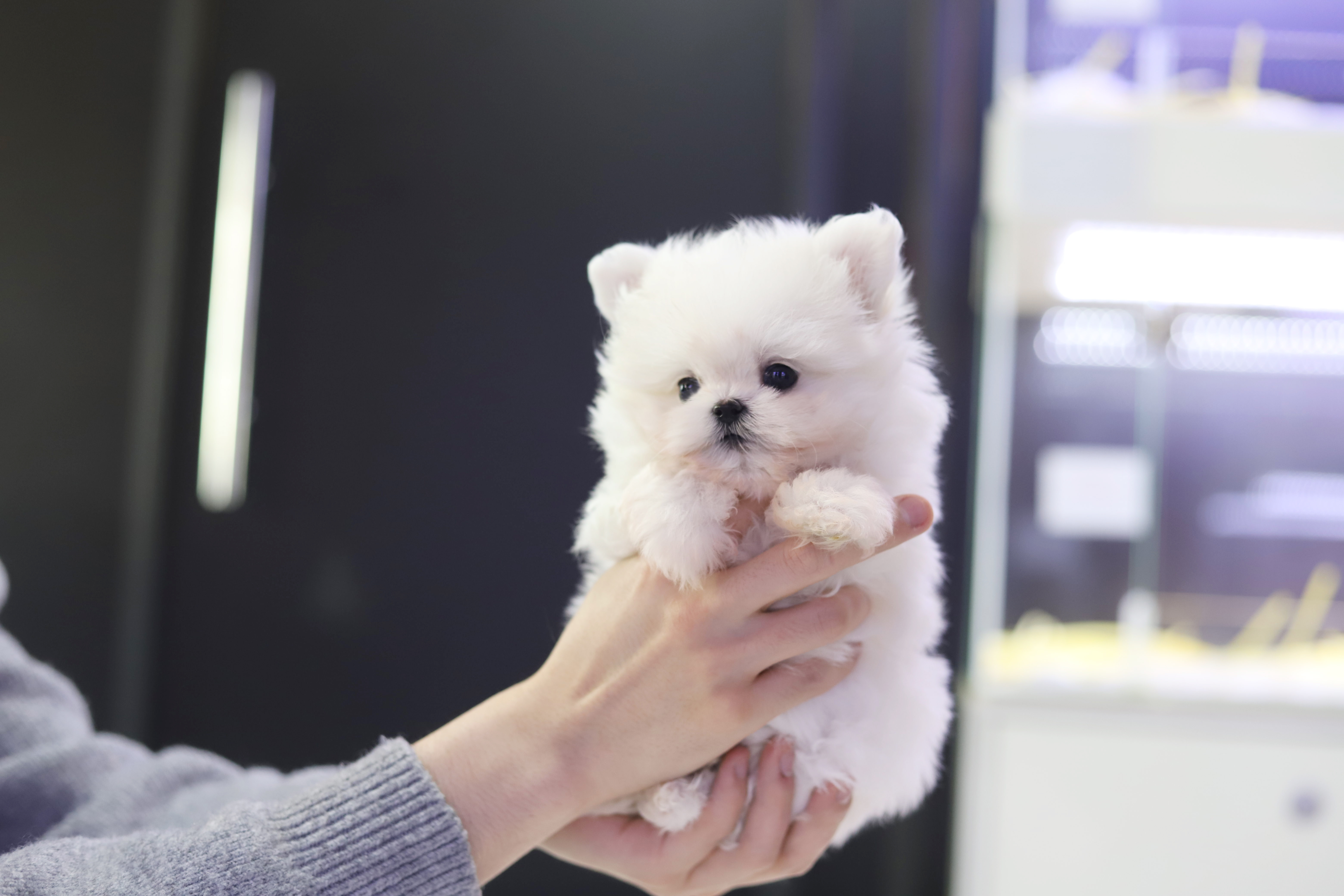 말티폼 입양합니다