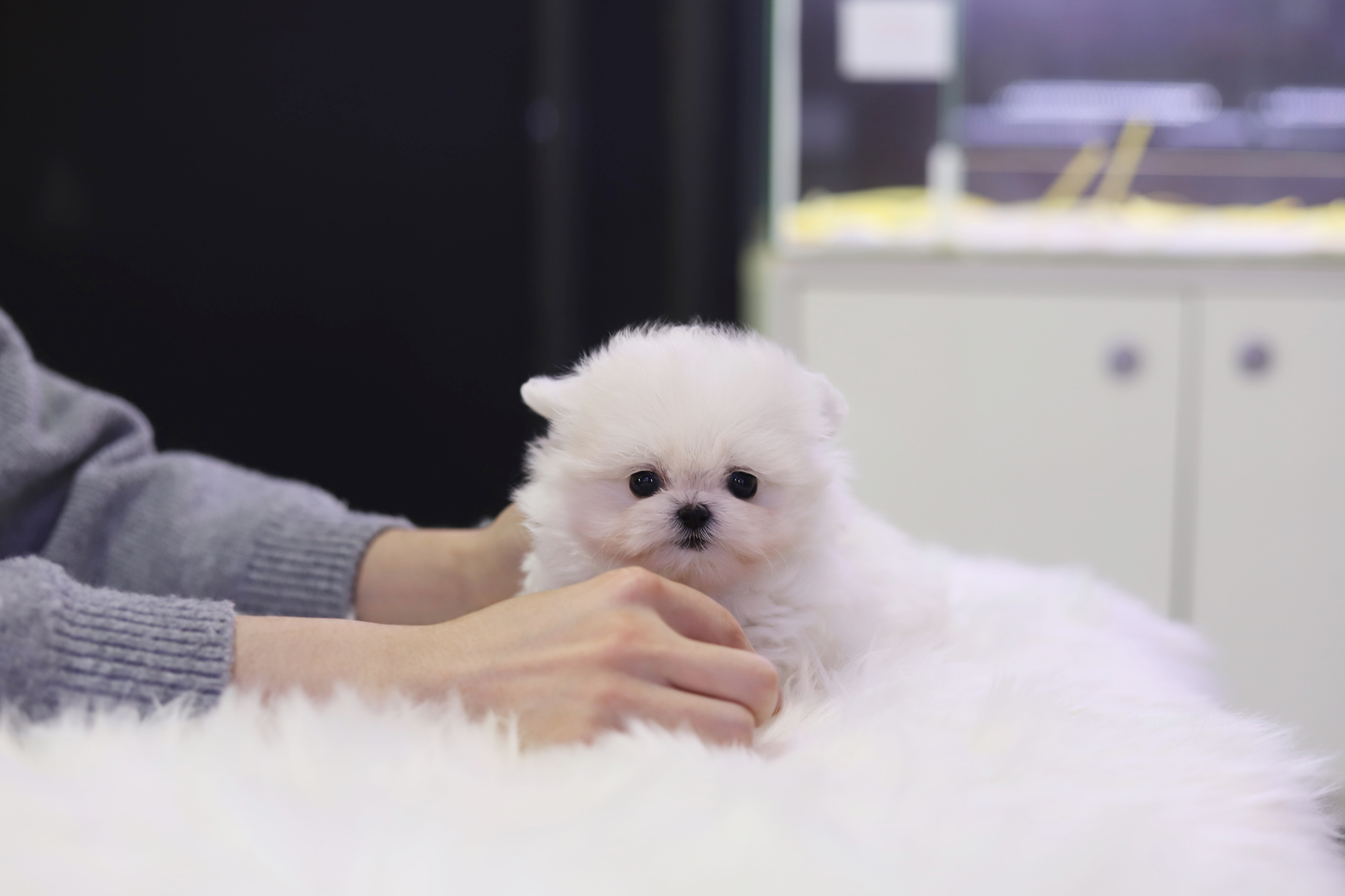 말티폼 입양합니다