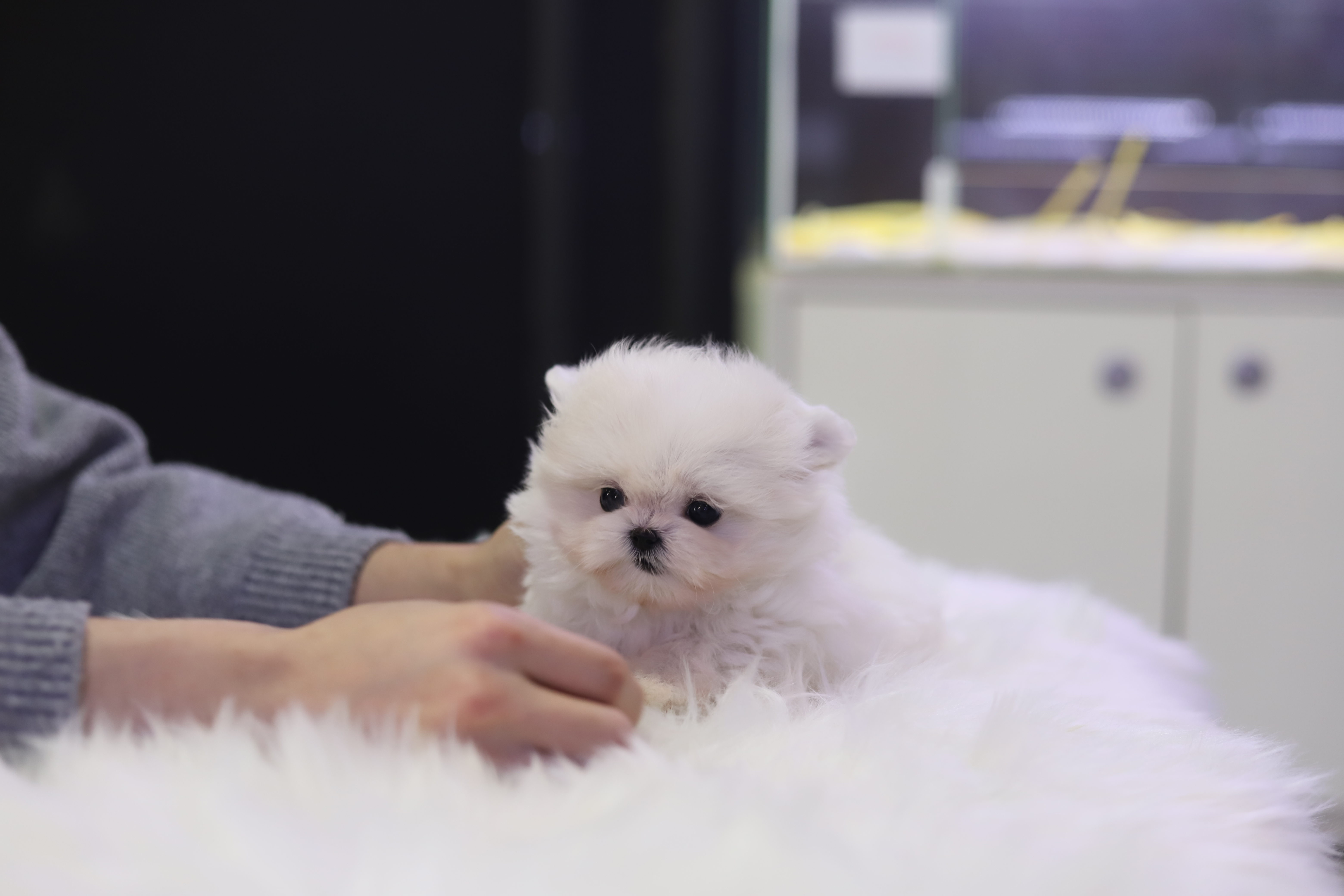 말티폼 입양합니다