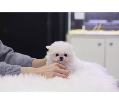 말티폼 입양합니다