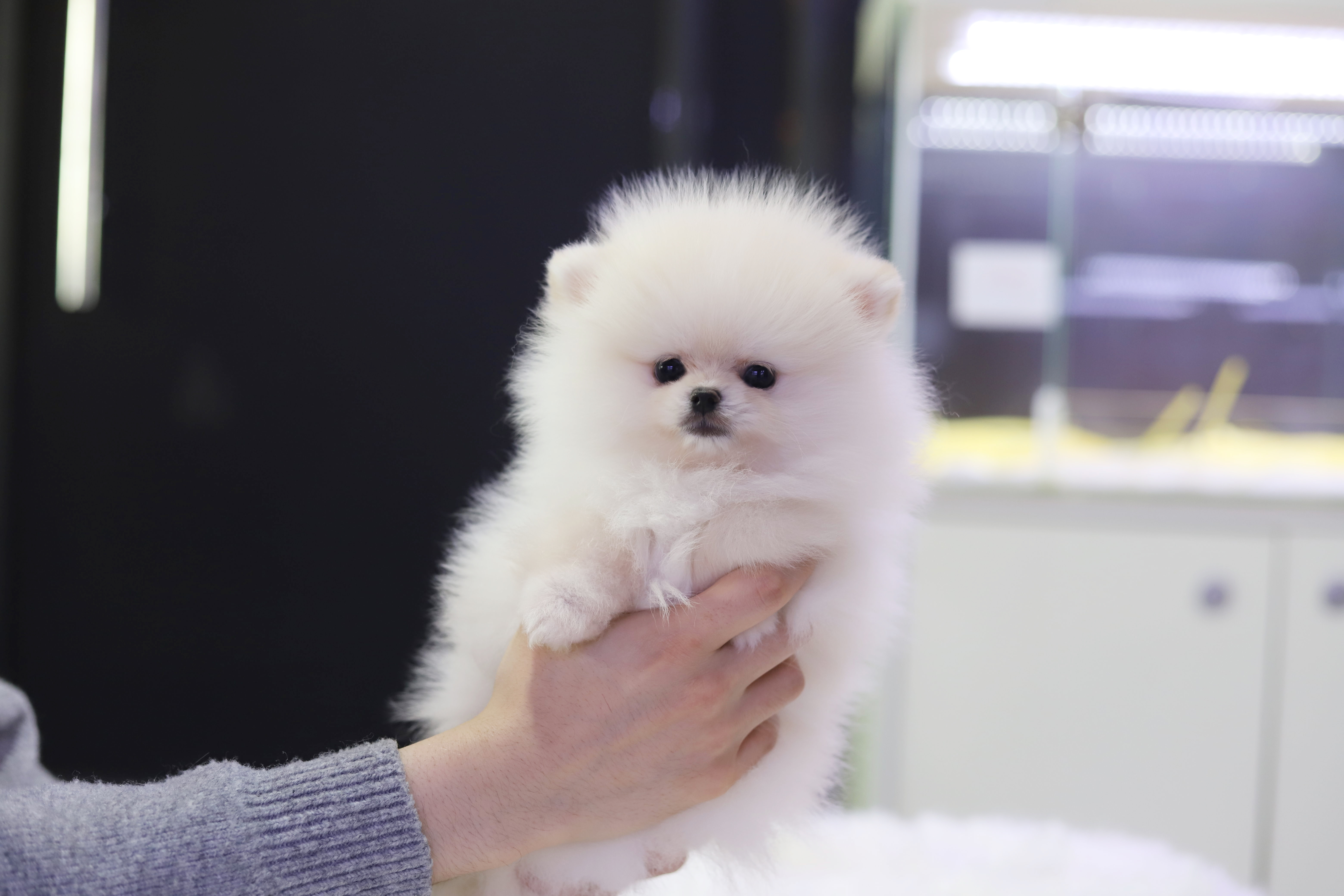 포메라니안 입양합니다