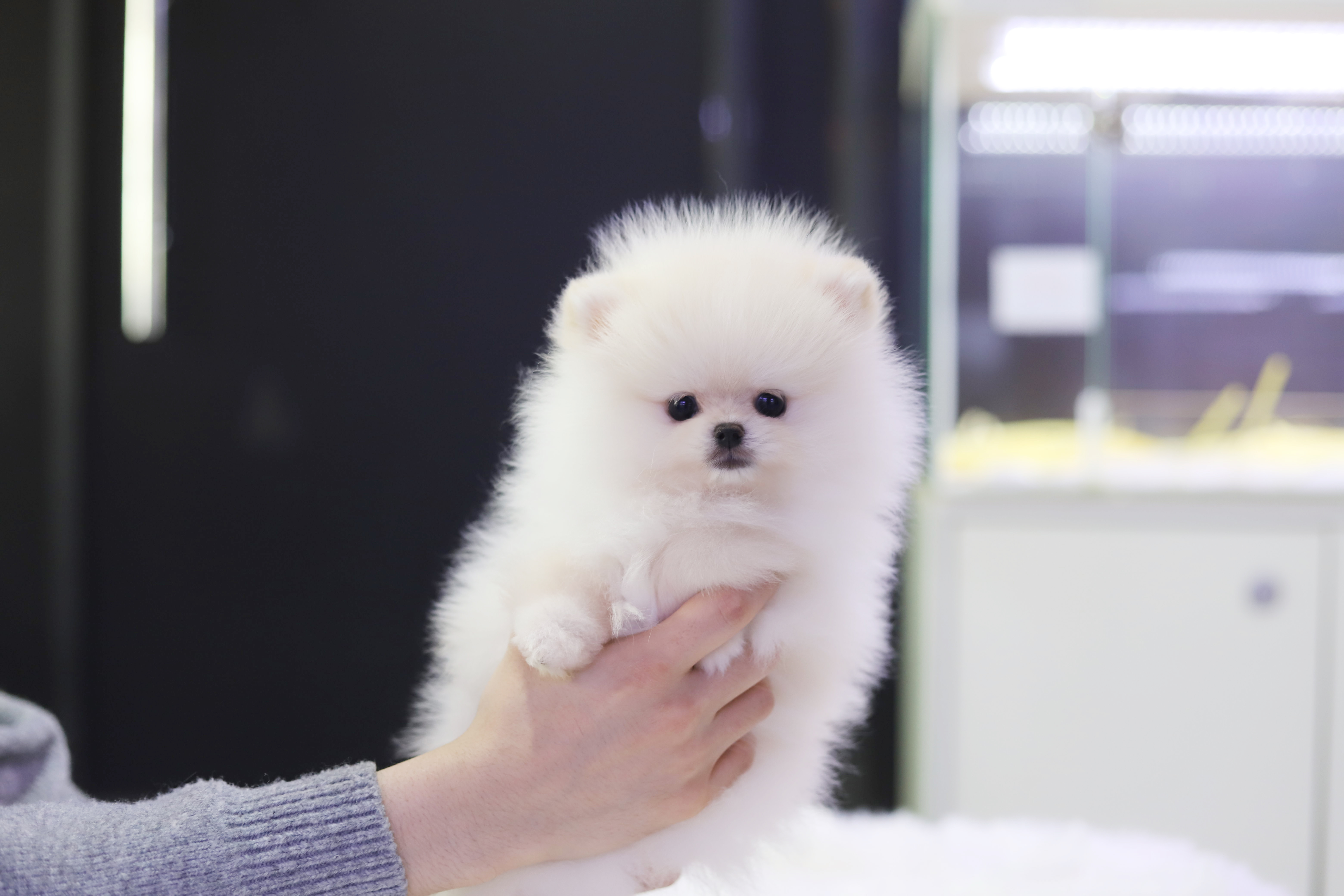 포메라니안 입양합니다