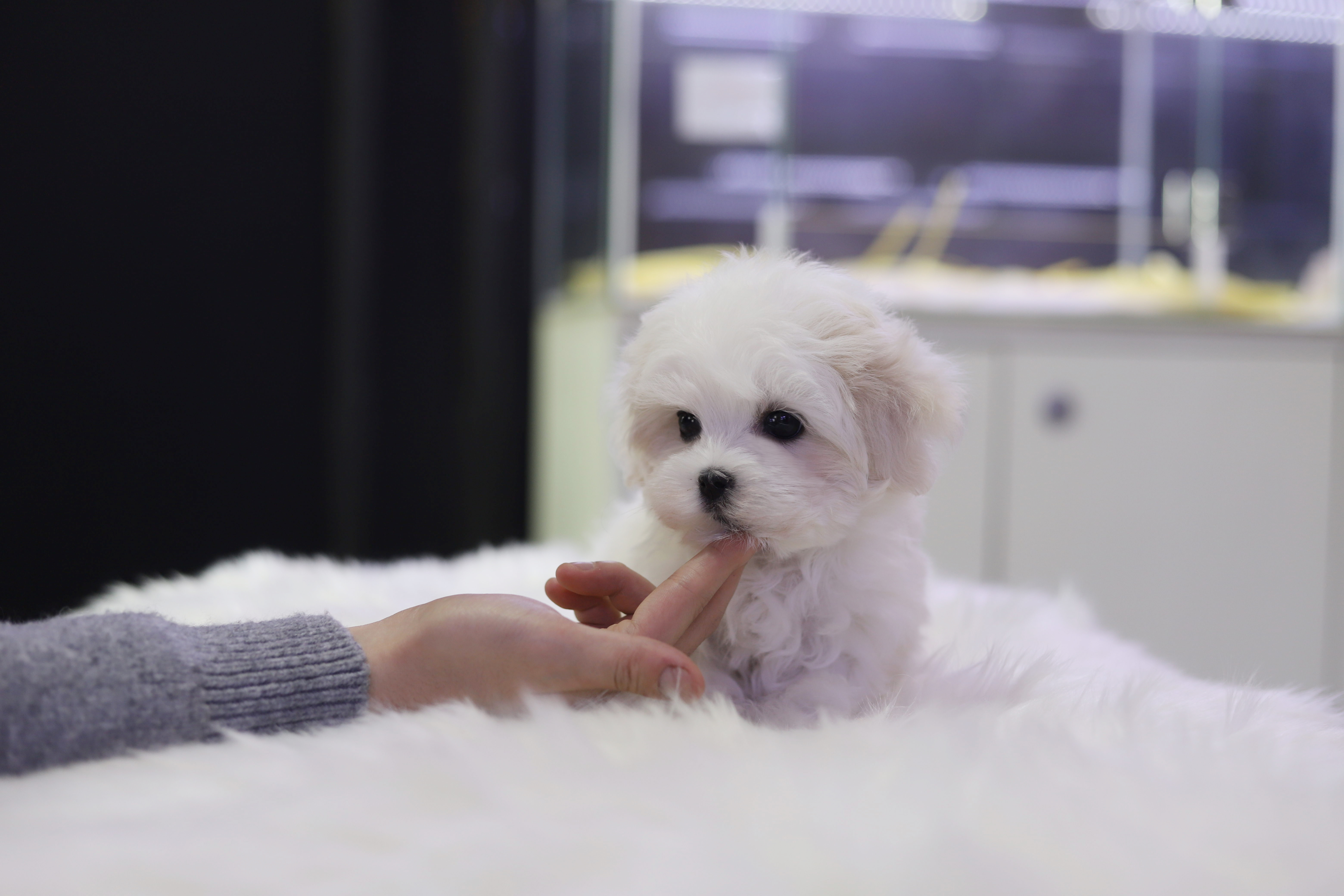 말티즈 입양합니다