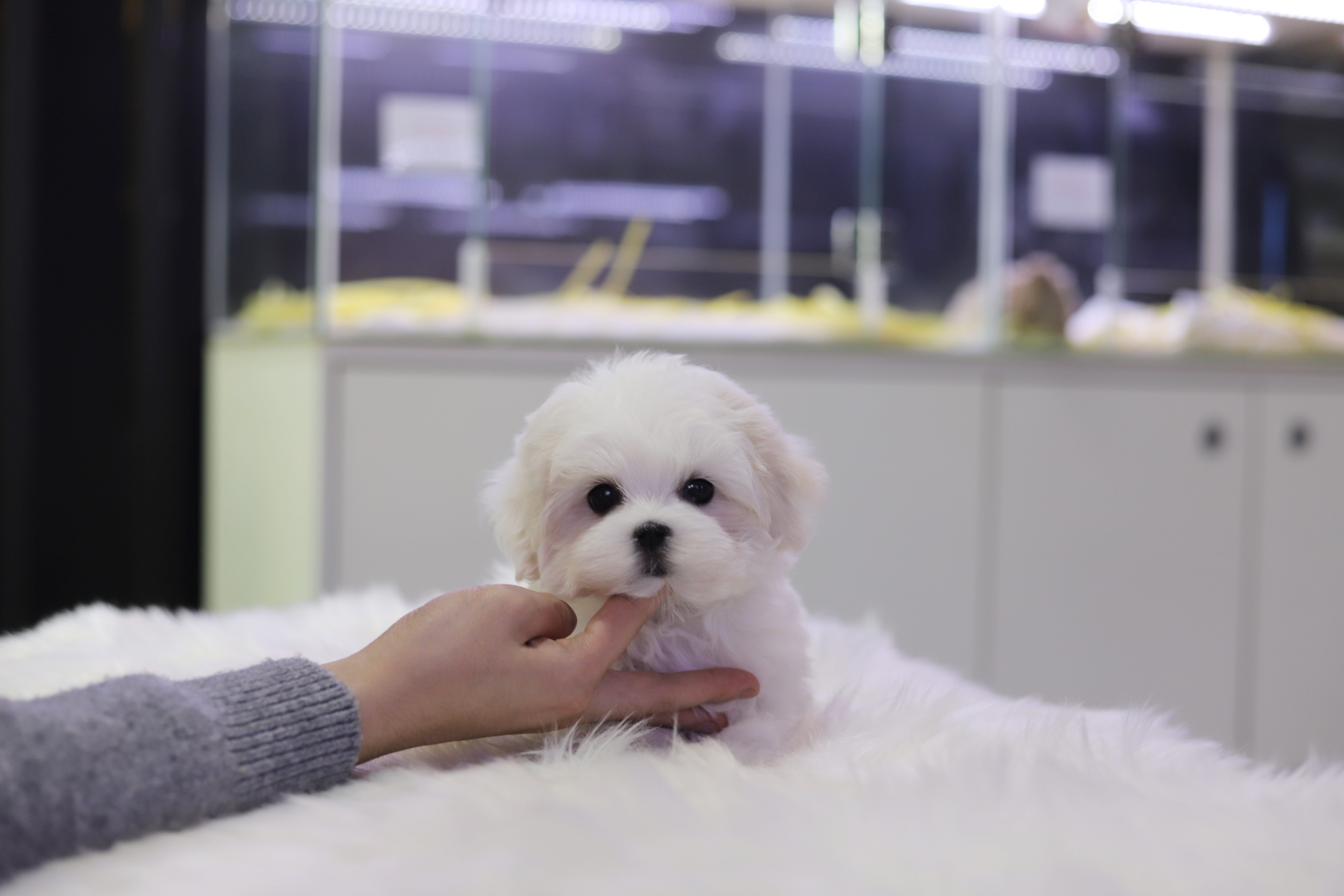 말티즈 입양합니다