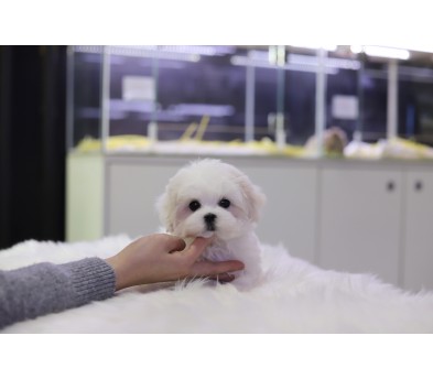 말티즈 입양합니다