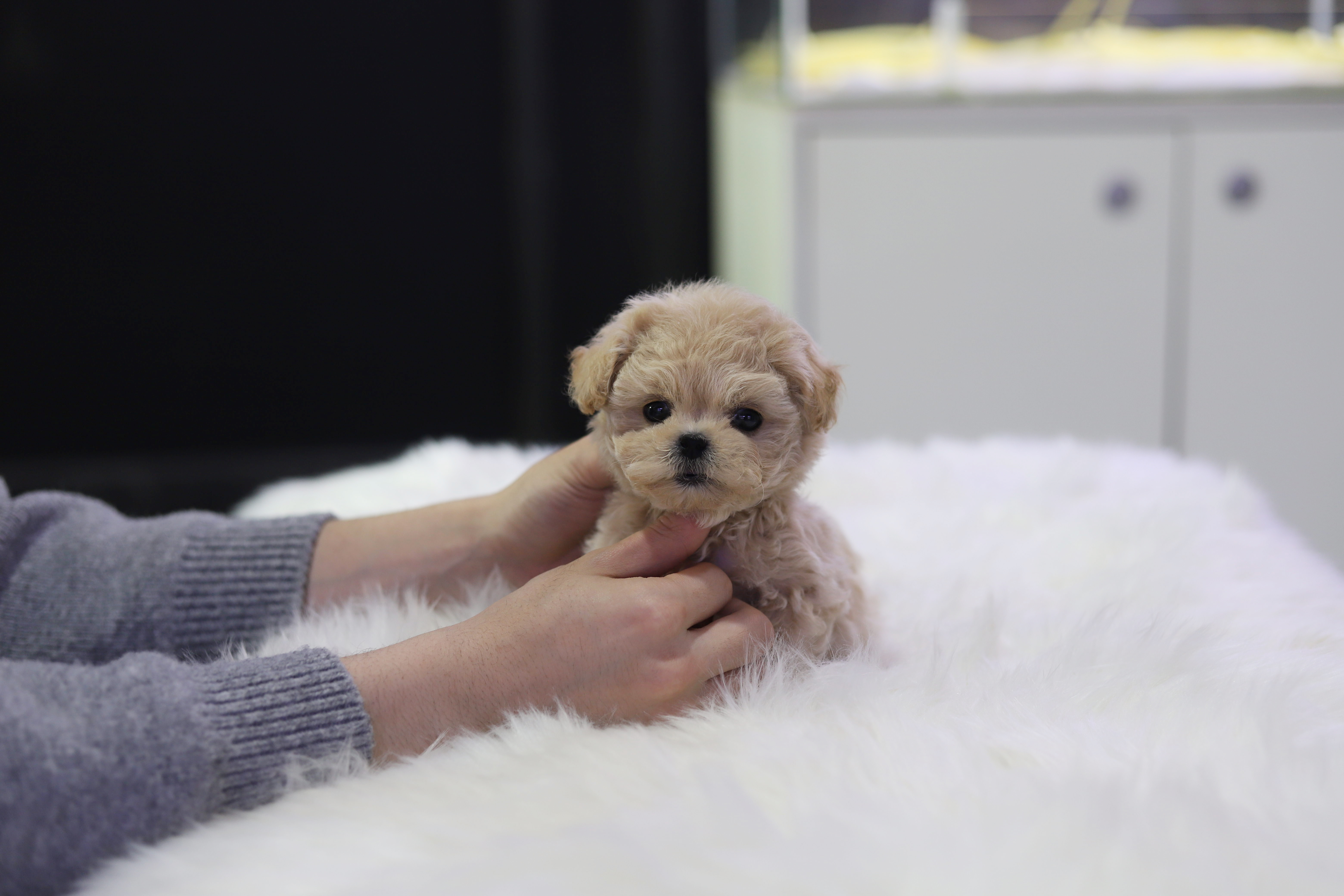 말티푸 입양합니다