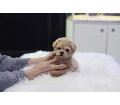 말티푸 입양합니다