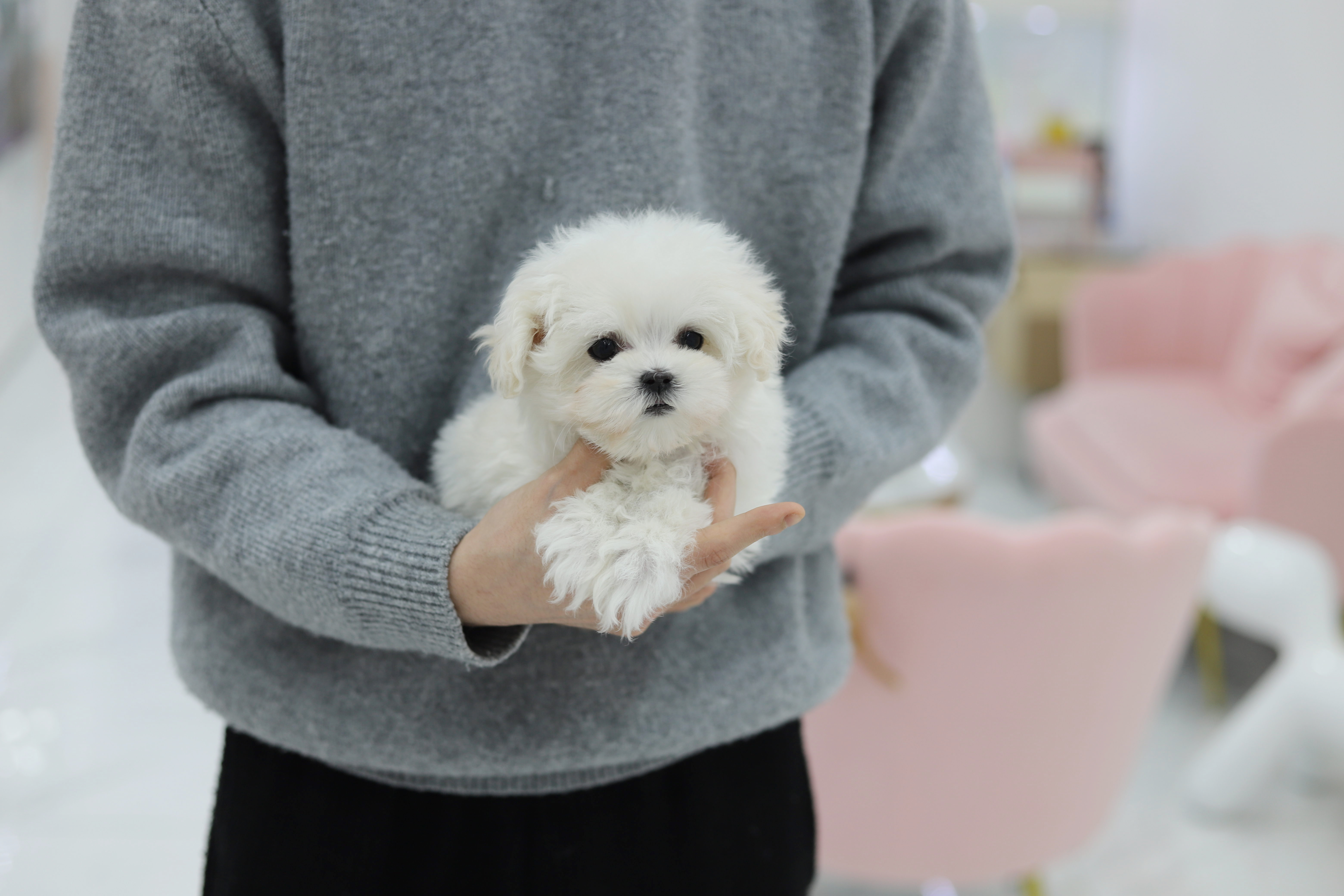 말티즈 입양합니다