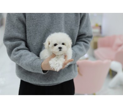 말티즈 입양합니다