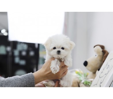 말티즈 입양합니다