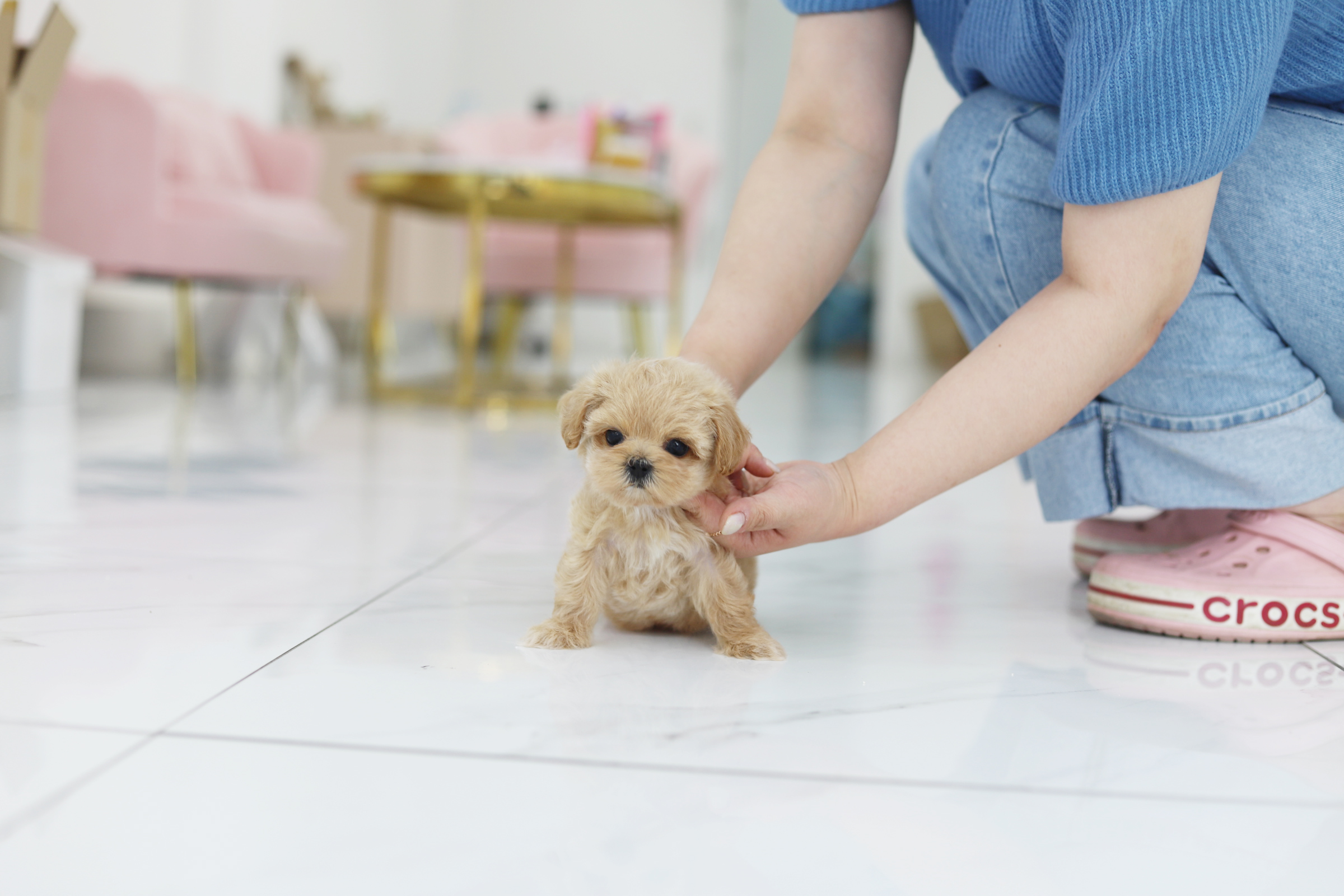 말티푸 입양합니다