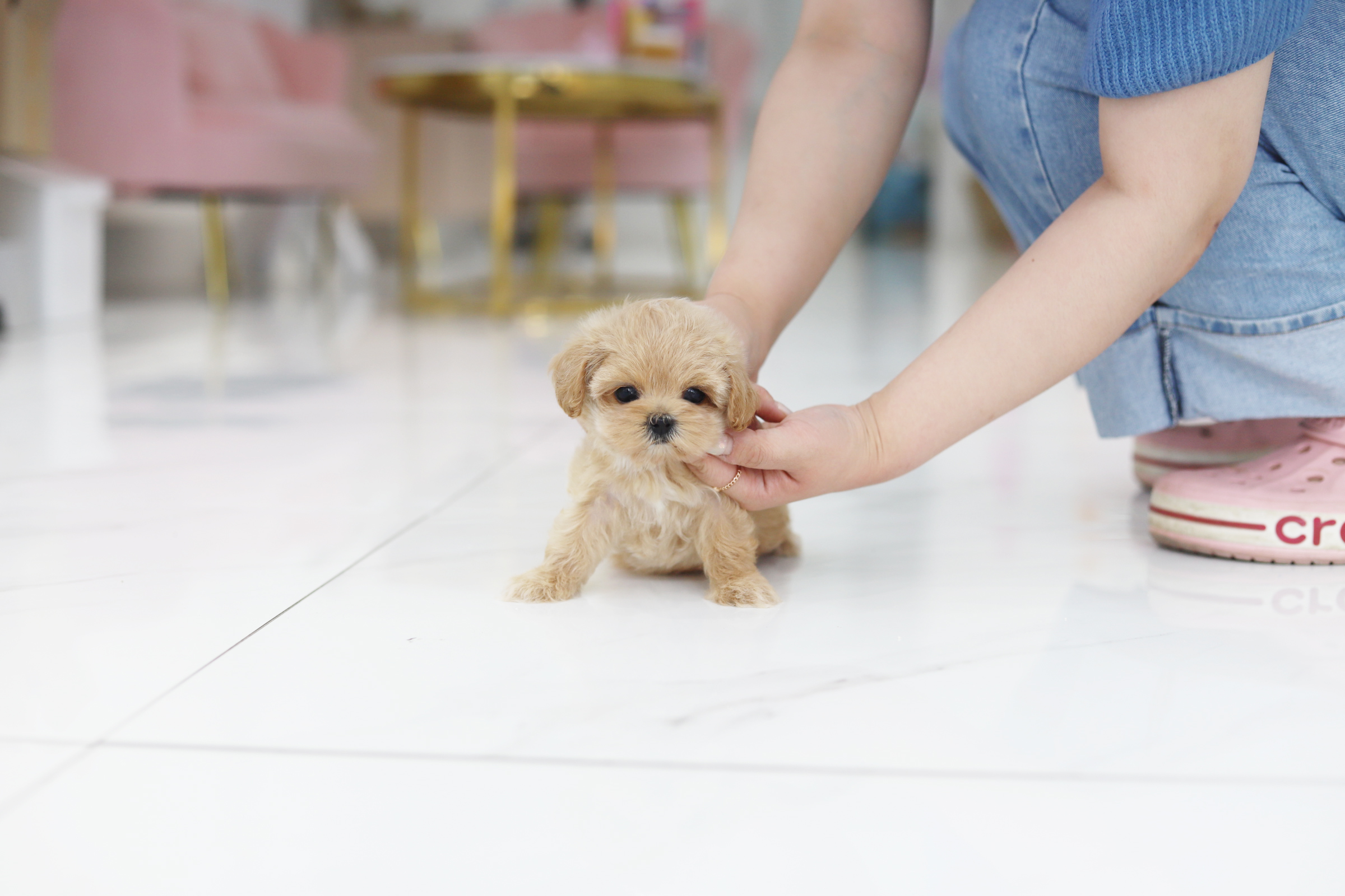 말티푸 입양합니다