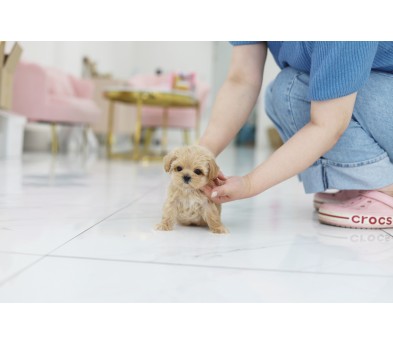 말티푸 입양합니다