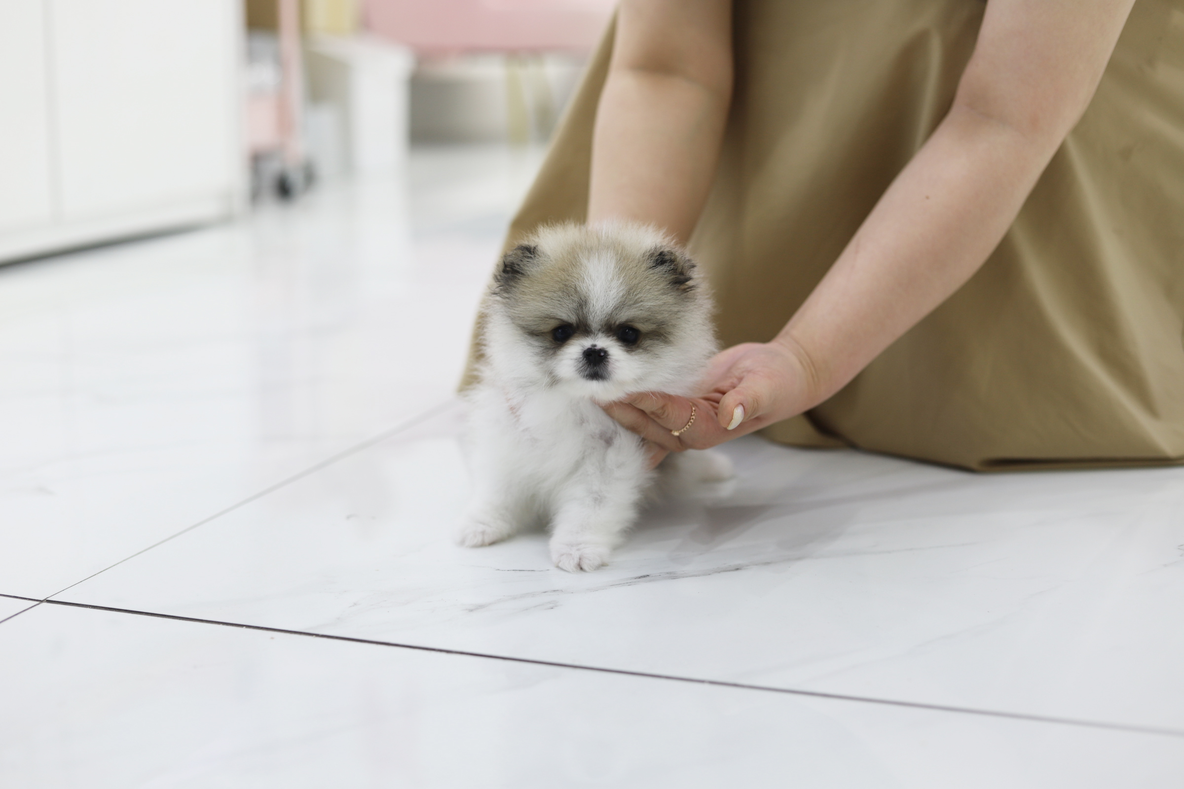 포메라니안 입양합니다