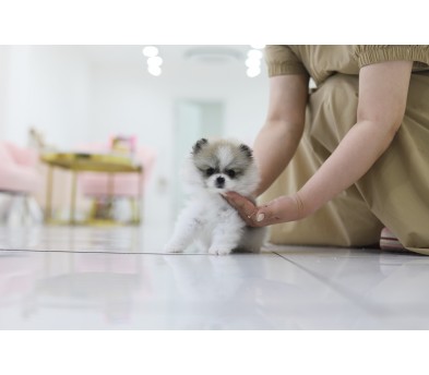 포메라니안 입양합니다