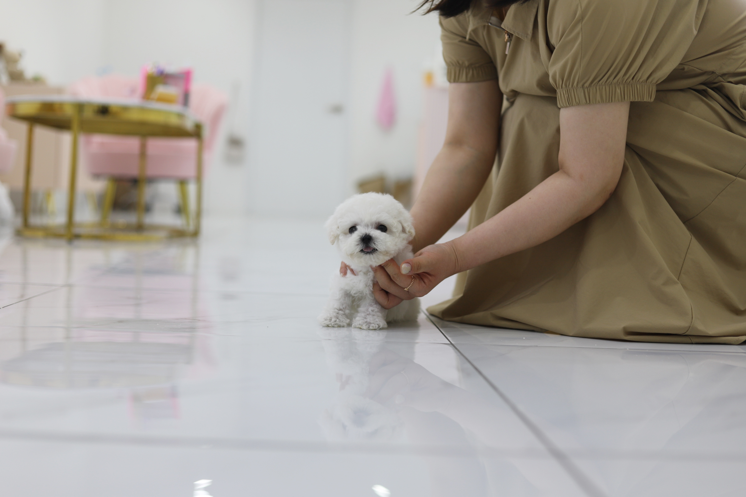 미니비숑 입양합니다