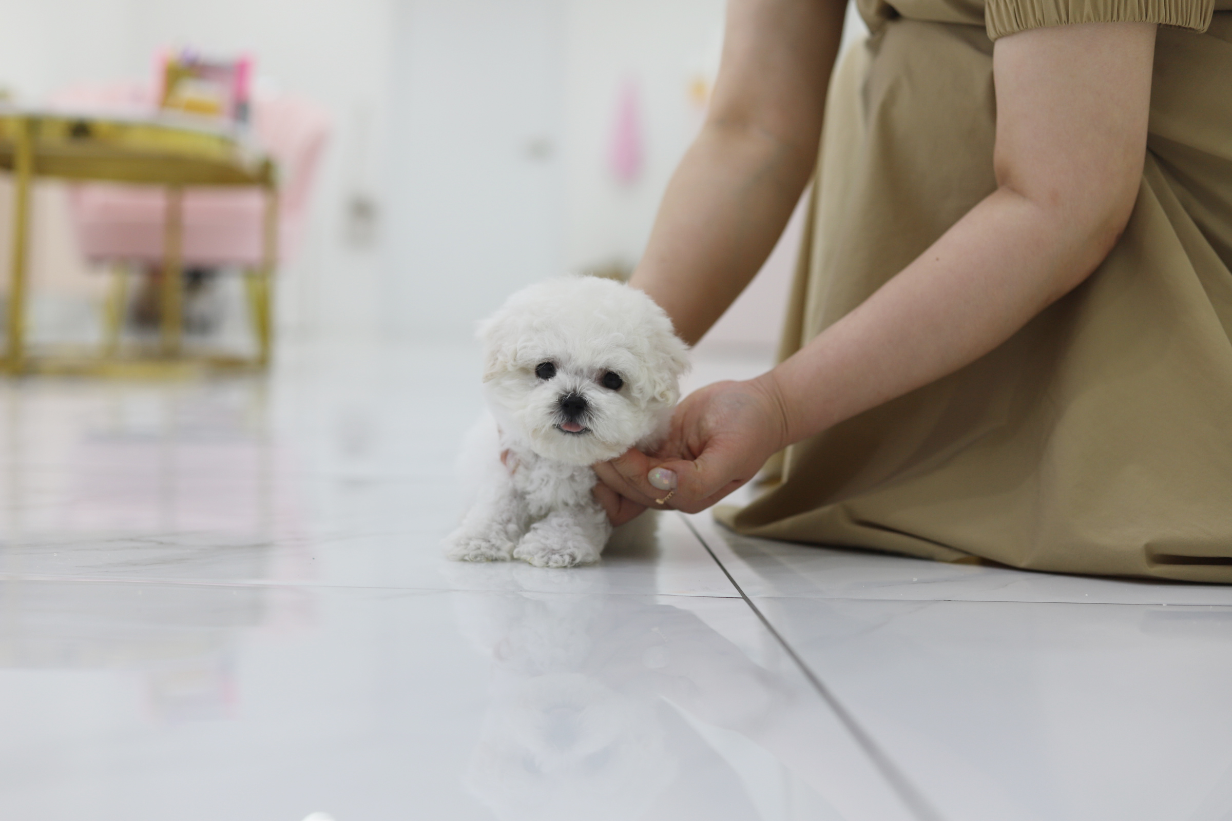 미니비숑 입양합니다